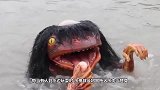 河边发现奇怪生物，行动缓慢有气无力，村民惊呼：这是灾物