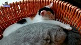 胖公猫和小花猫挤一起，竟莫名的和谐，小奶猫睡姿让人瞬间治愈