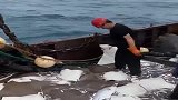 渔民赶海捕获一网扁扁的鱼，最后为什么全部都放生了呢