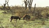 狭路相逢，独自外出的鬣狗与非洲野犬相遇，两只天涯沦落狗