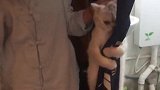 猫：放开我，我就不去洗澡！