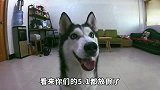 假期出去玩，千万别单独留二哈在家，不然他拆家后你会气吐血！