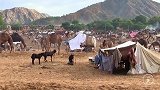 中国小伙到印度，实拍印度最大的骆驼市场，这种场面第一次见到！