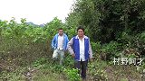 阿才干农活在竹坡里发现窝野蜜蜂，三个人同来协力拆开后，后悔了