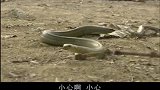 同伴被蛇咬伤，美女帮她把毒吸了出来