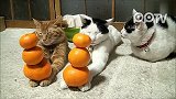 猫咪拿橘子供财神
