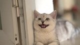 小公猫耍赖要钱，还教狗子对付铲屎官，这俩货白养了！