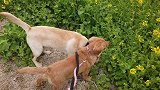 拉布拉多犬发情太暴躁，带到田野里欣赏美丽的油菜花，舒缓下心情