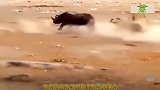 狮子围攻一头犀牛，犀牛大发雷霆独战狮群，镜头拍下全过程
