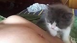 没断奶的猫咪，上来就咬