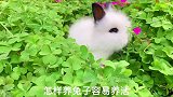 兔兔这么可爱怎么养好