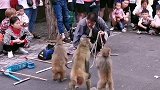 猴子会跳舞