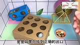 铲屎官和仓鼠玩打地鼠游戏，用力过猛把仓鼠打晕了