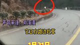 和羚牛来一段邂逅~