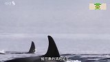 为什么鲸鱼一旦搁浅，就很难再救回来了？ 镜头拍下全过程