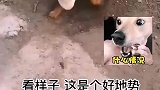 小狗吃不完的，知道找地方藏起来