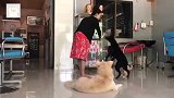 小黑狗抢大狗的零食，大狗立刻将小黑狗扑在地上，网友：认清身份