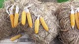 村民用玉米搭起大金龙