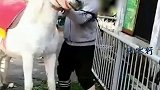 动物园白马遭男子暴打倒地 园方回应：马不配合上马鞍致男子受伤