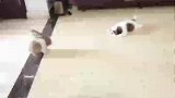 来得猝不及防，把狗吓了一跳