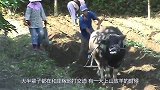 大爷发现2只金色怪鸟，坚持投喂4年，专家说这是“金凤凰”！