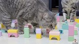 猫咪路障挑战！短腿猫：你这是在刁难我！