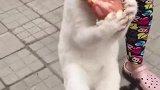 猫：铲屎的快松手，我要吃鸡腿！