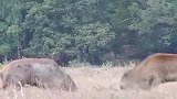 世界上最困惑的救援，护林员为什么不切割已亡麋鹿鹿角