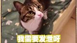 给你家的猫买个猫抓板吧