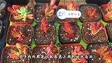 多肉上色太慢？小言简单说4点，肉肉亮丽娇艳不成难题