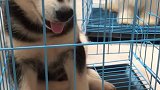 哈哥去新家了
