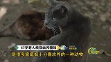 67岁老人疯狂收养猫咪，390平房子竟养了1100只猫