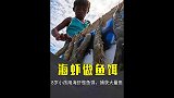 8岁小孩用海虾做鱼饵，捕获20斤的鱼获