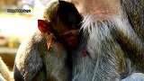 太可爱了！小猴子感受到最幸福的是在温暖的胸膛上喝奶