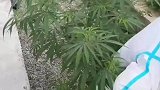 货车司机在路边发现野生大麻，同伴嘲笑是野草