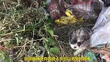 救助小奶狗，大爱在行动，太感动了