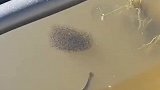 男子拍下河边两条大黑鱼护住成群的小鱼崽，旁边的鱼都不敢靠近