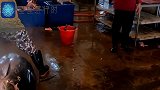 切割价值整只8万元的金枪鱼,用到2种不同刀具,每一刀都很谨慎