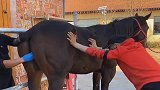 养马人太不容易了，看他们这样弄，真的是太辛苦了！