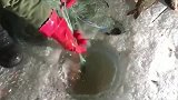 破冰捕鱼的东北大叔，一次捕获两条大鲤鱼，回家可以起锅烧油了！