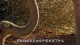 一群猎豹围攻鸵鸟，鸵鸟的逃生手段厉害了，镜头记录过程