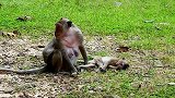 小猴子昏迷了，猴妈妈很担心有很难过