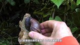 生吃非洲大蜗牛，曾引起“灭门惨案”，为何非洲人还将其奉为美食