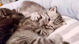 小猫咪安慰大猫，让它赶紧睡，真是太可爱了