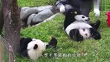 熊猫和奶妈玩捉迷藏，场面太好玩了，看一次笑一次