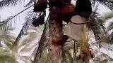 椰枣树的收获时刻，新鲜采摘