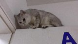 主人把猫咪放到门上，发现它恐高不敢动，喵生绝望