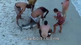 男子给鲨鱼喂食，不料鲨鱼一跃而起，一口咬住男子胳膊！