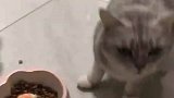 家猫和野猫的区别，家猫嫌弃，小野猫吃的贼香