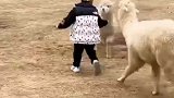 5岁萌娃投喂羊驼，反被扑倒
